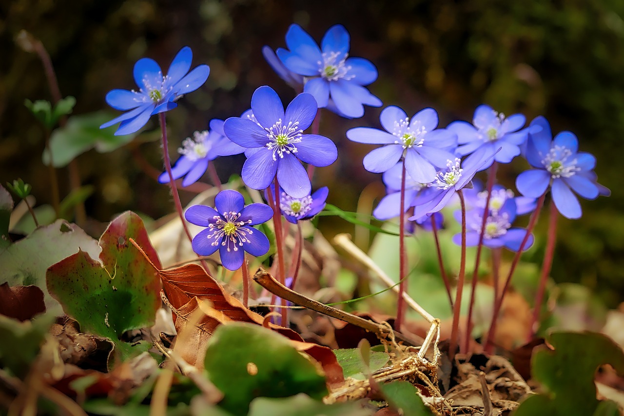 Drawing Flowers in Pastel: A Comprehensive Guide